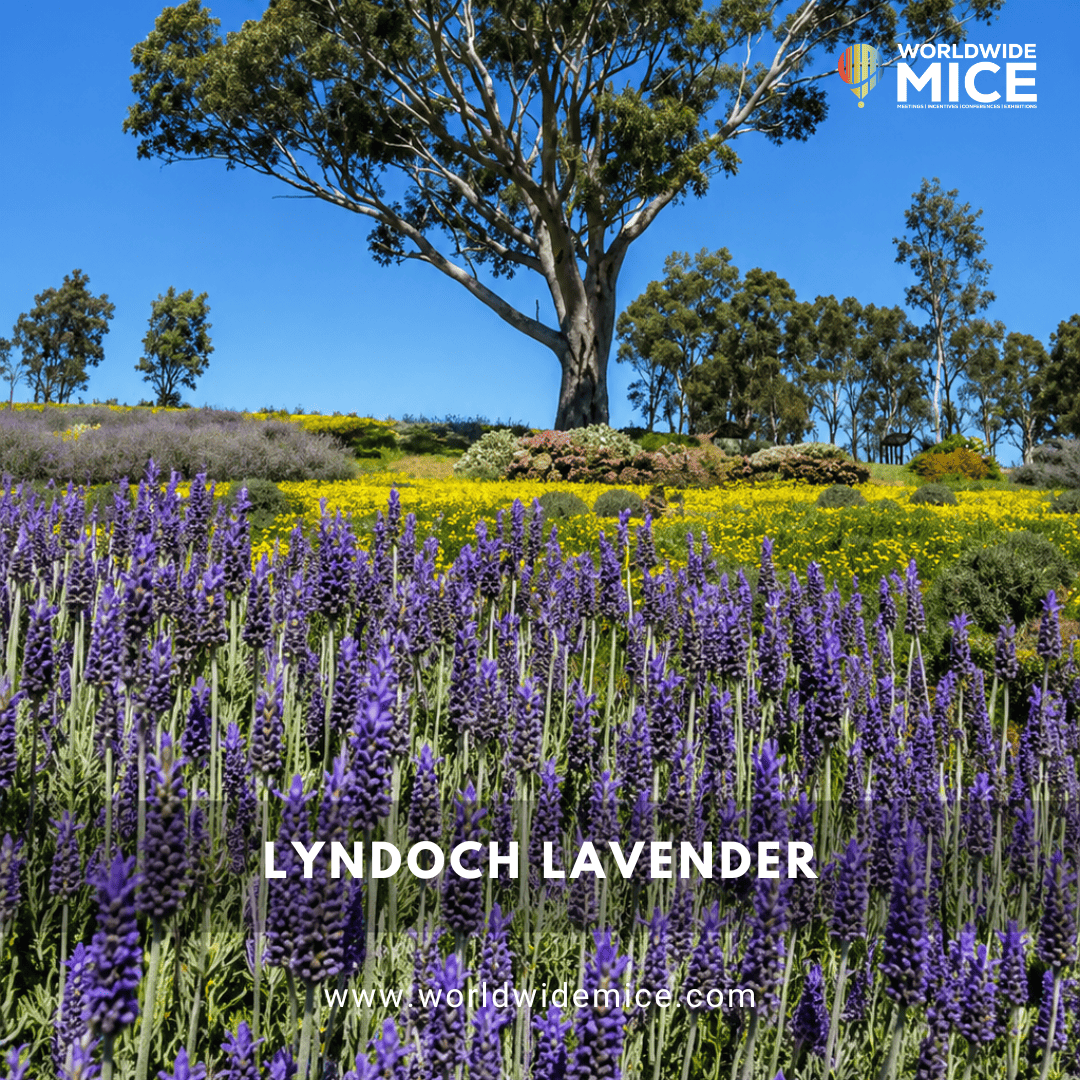 Lyndoch Lavender Farm